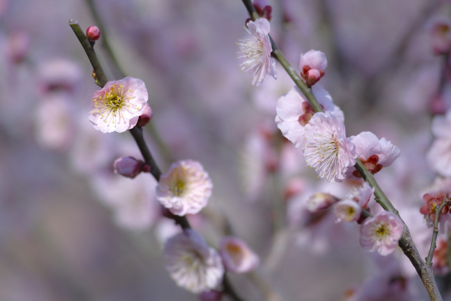 Обои картинки фото цветы, сакура,  вишня, розовые, ветки, макро, takaten