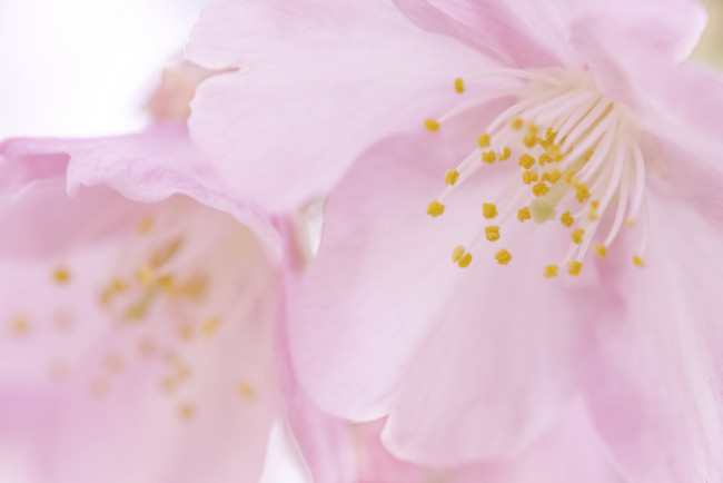 Обои картинки фото цветы, сакура,  вишня, тычинки, лепестки, макро, takaten, пыльца