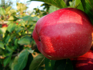 Картинка природа плоды яблоко макро