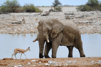 обоя животные, разные вместе, слон