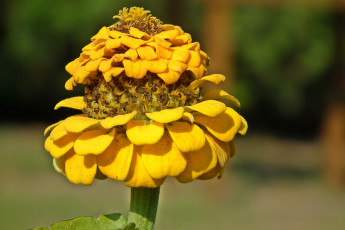 Картинка цветы цинния макро желтый