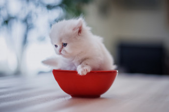 Картинка животные коты котёнок малыш персидская кошка белый миска