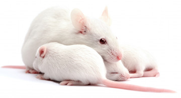 Картинка животные крысы +мыши домашняя белая крыса мама малыши макро семья