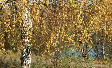 Картинка природа деревья осень листъя