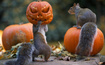 обоя юмор и приколы, праздник, тыквы, halloween, белки