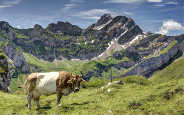 Картинка животные коровы +буйволы корова горы