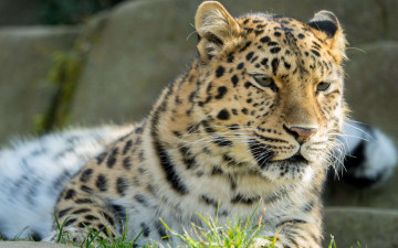 Картинка животные леопарды трава амурский леопард