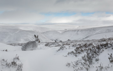 Картинка животные кролики +зайцы заец снег
