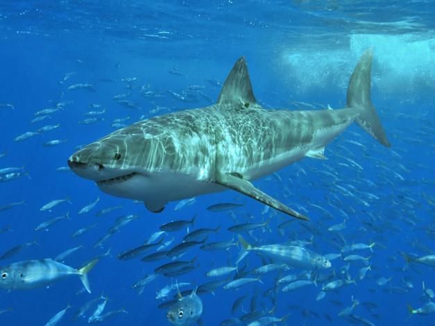 Обои картинки фото животные, акулы, челюсти, хищник, рыба, вода, охота, акула, shark