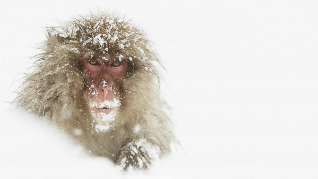 Обои картинки фото животные, обезьяны, обезьяна, снег, голова, макака