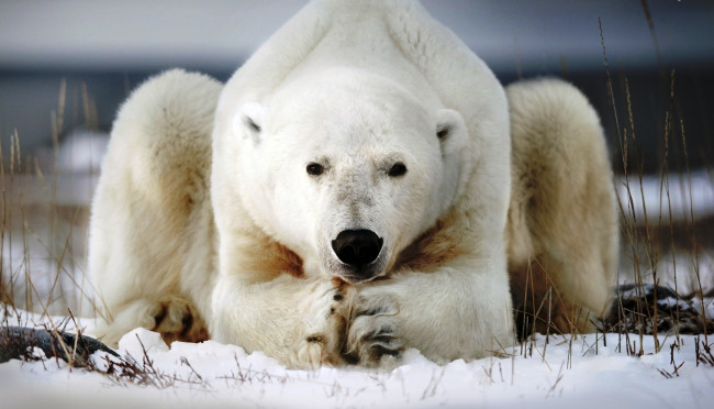 Обои картинки фото животные, медведи, медведь, белый, полярный, снег
