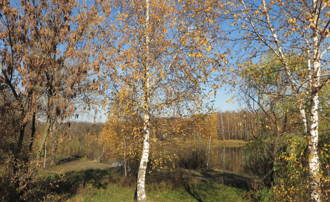 Обои картинки фото природа, деревья, осень, листъя