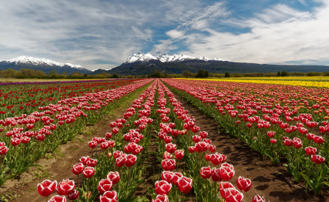 Обои картинки фото цветы, тюльпаны, поле
