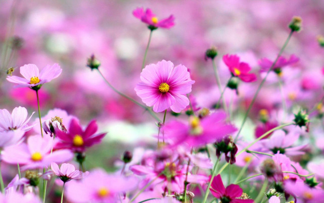 Обои картинки фото цветы, космея, поле, космеи, розовые