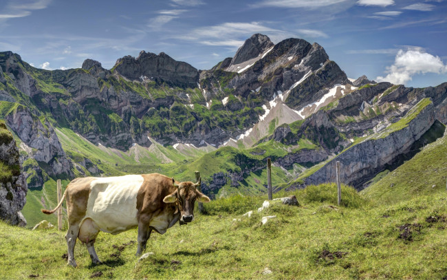 Обои картинки фото животные, коровы,  буйволы, корова, горы
