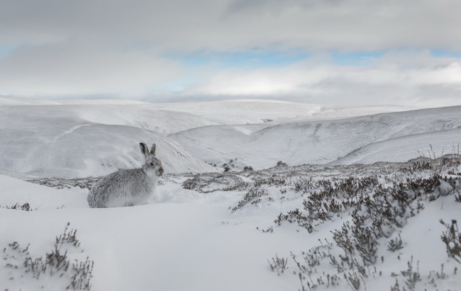 Обои картинки фото животные, кролики,  зайцы, заец, снег