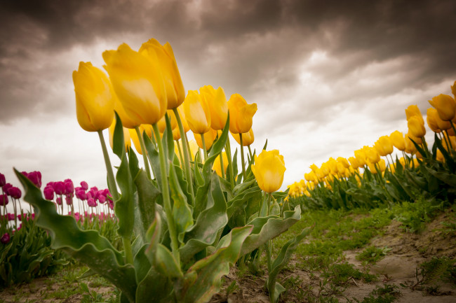 Обои картинки фото цветы, тюльпаны, плантация