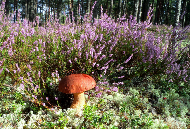 Обои картинки фото природа, грибы, мох, вереск, боровик