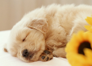 Картинка животные собаки сон подсолнухи белый щенок