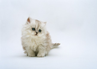 Картинка животные коты белый котенок