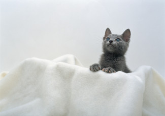 Картинка животные коты полотенце серый котенок