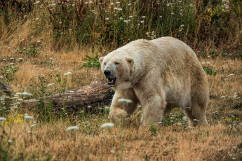 Картинка животные медведи морда взгляд трава