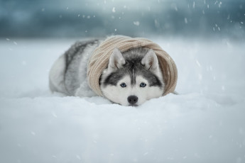 Картинка животные собаки снег лайка зима собака