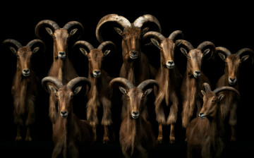 Картинка животные козы коза козёл козлы