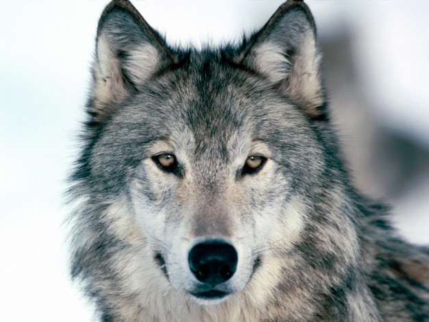 Обои картинки фото животные, волки,  койоты,  шакалы, серый, волк, голова
