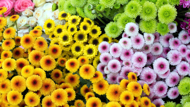 Обои картинки фото цветы, хризантемы, разноцветный