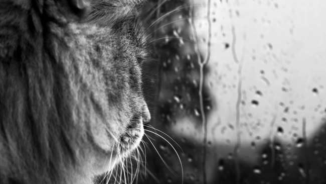 Обои картинки фото животные, коты, дождь, стекло, голова, серый, кот