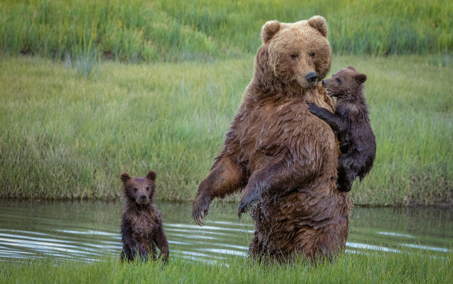 Обои картинки фото животные, медведи, медведица, медвежата