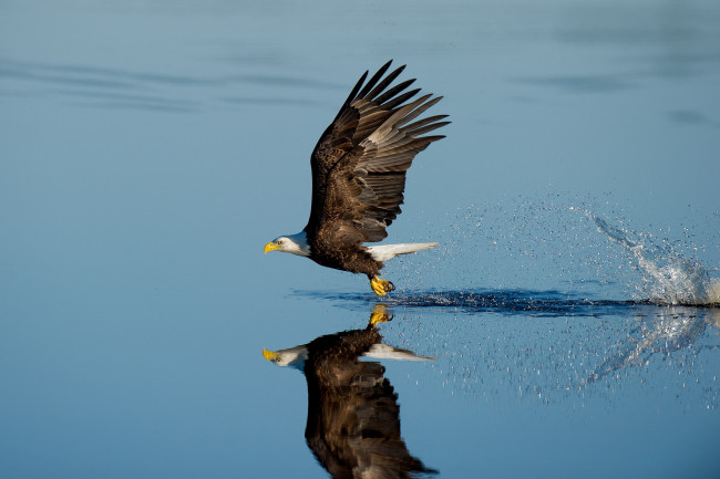 Обои картинки фото животные, птицы - хищники, wildlife, reflection, splash, lake