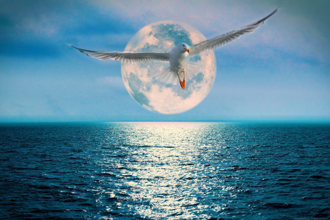Обои картинки фото разное, компьютерный дизайн, луна, океан, чайка