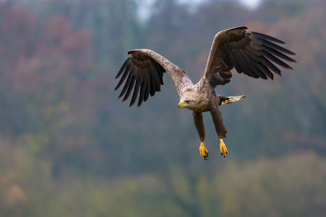 Обои картинки фото животные, птицы - хищники, eagle, flight, feathers