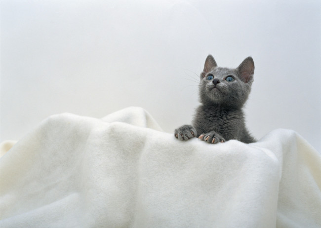 Обои картинки фото животные, коты, полотенце, серый, котенок
