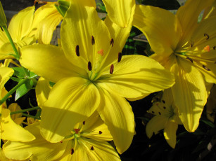 Картинка цветы лилии +лилейники желтые макро
