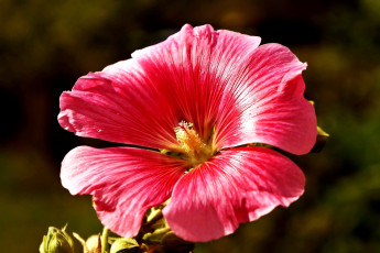 Картинка цветы мальвы розовая мальва макро