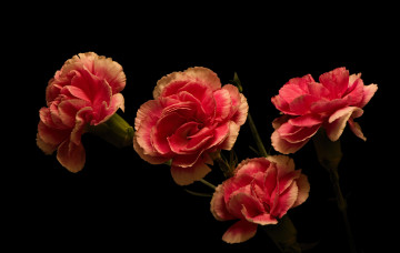 Картинка цветы гвоздики розовые