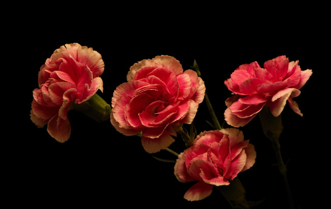 Обои картинки фото цветы, гвоздики, розовые