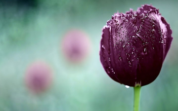 Картинка цветы тюльпаны тюльпан фиолетовый капли