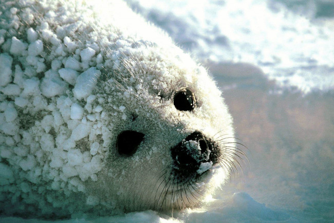 Обои картинки фото животные, тюлени,  морские львы,  морские котики, белек, снег