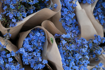 Картинка цветы незабудки голубые букеты
