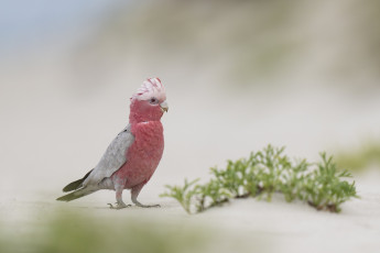 Картинка животные попугаи птица ара красный природа трава