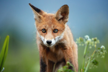 Картинка животные лисы взгляд портрет лиса мордашка лисенок