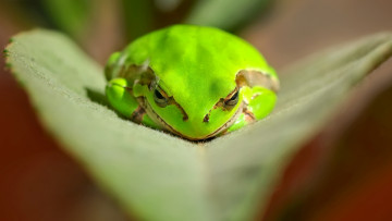 Картинка животные лягушки листок лягушка зеленая