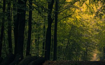 обоя природа, лес, тропа, бревна