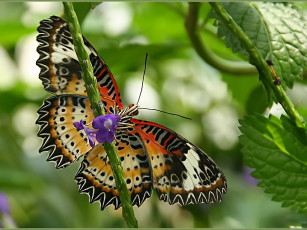Картинка ihor философия природы животные бабочки