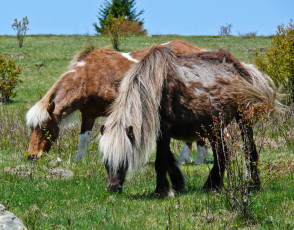 Картинка животные лошади грива