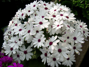Картинка цветы цинерария белый куст
